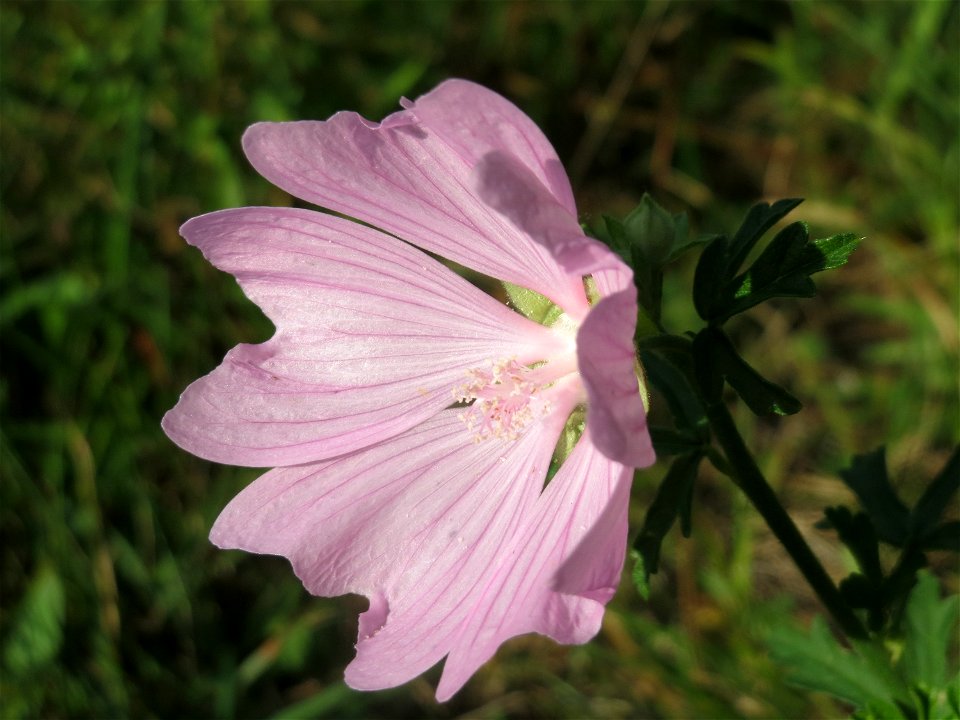 Rosen-Malve (Malva alcea) im Schwetzinger Hardt photo