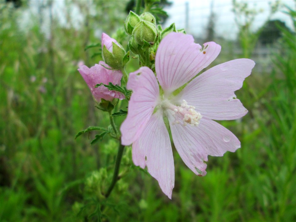 Rosen-Malve (Malva alcea) auf einem Sandplatz in Hockenheim