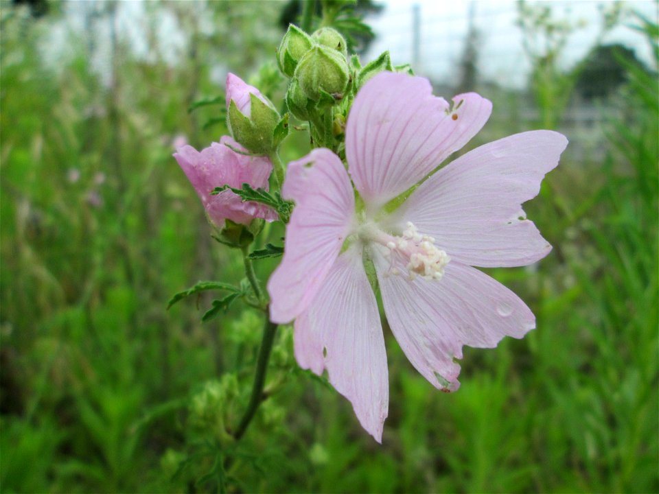 Rosen-Malve (Malva alcea) auf einem Sandplatz in Hockenheim photo