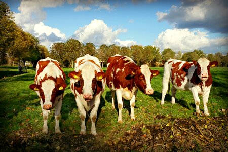 Mammal bovine ruminant photo