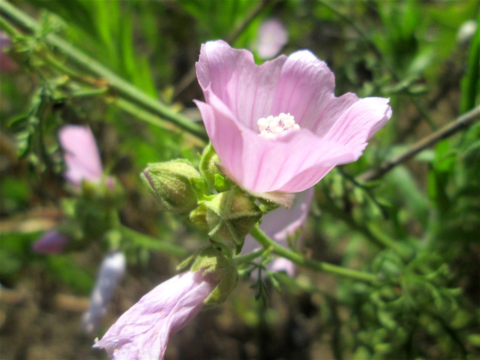 Rosen-Malve (Malva alcea) auf einem Sandplatz in Hockenheim