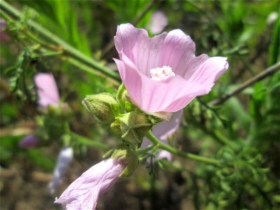 Rosen-Malve (Malva alcea) auf einem Sandplatz in Hockenheim photo