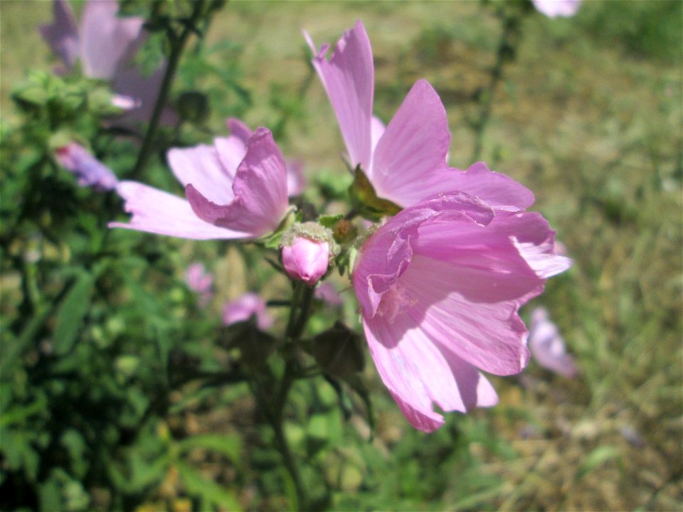 Rosen-Malve (Malva alcea) im Landschaftsschutzgebiet „Hockenheimer Rheinbogen“