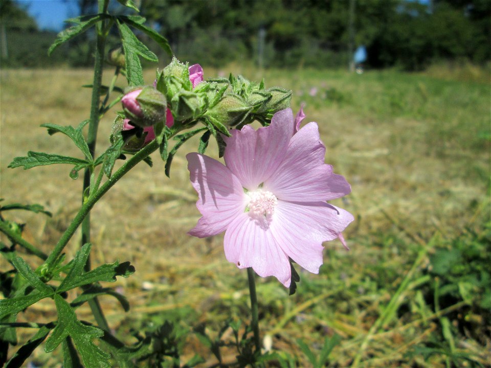 Rosen-Malve (Malva alcea) im Landschaftsschutzgebiet „Hockenheimer Rheinbogen“