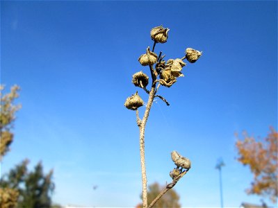 Mumienbotanik: Rosen-Malve (Malva alcea) auf einem Sandplatz in Hockenheim im Fruchtstand