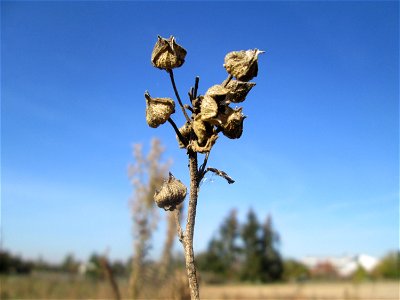 Mumienbotanik: Rosen-Malve (Malva alcea) auf einem Sandplatz in Hockenheim im Fruchtstand photo
