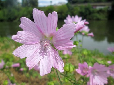 Rosen-Malve (Malva alcea) an der Saar in Sankt Arnual