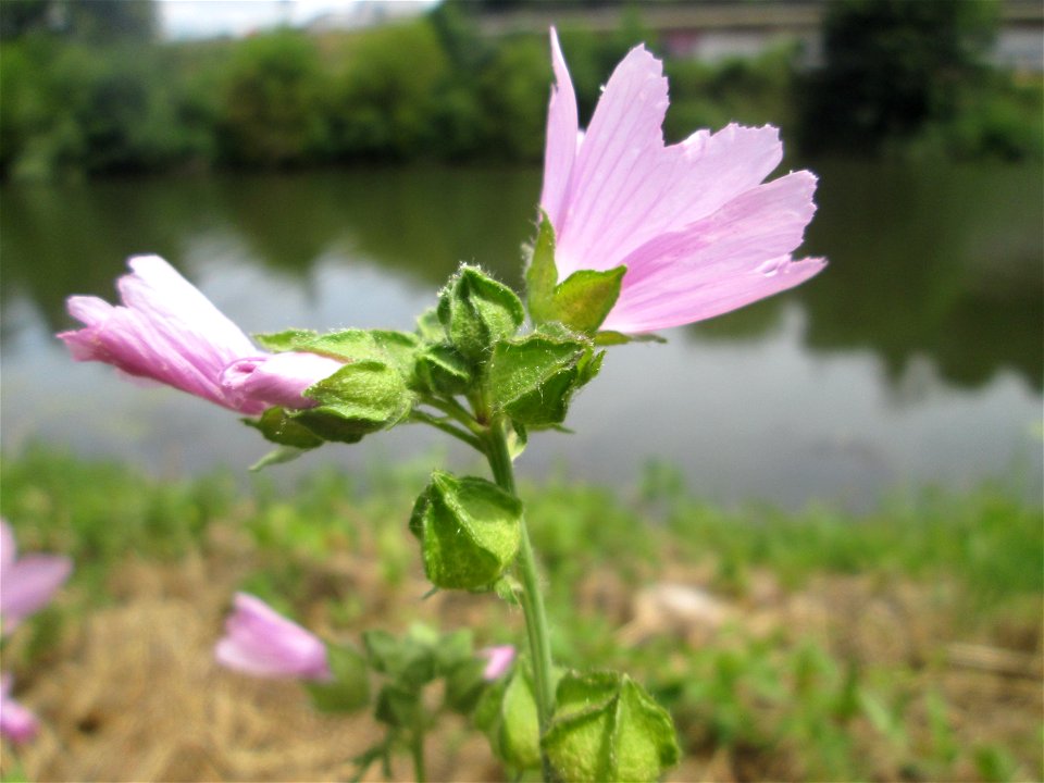 Rosen-Malve (Malva alcea) an der Saar in Sankt Arnual