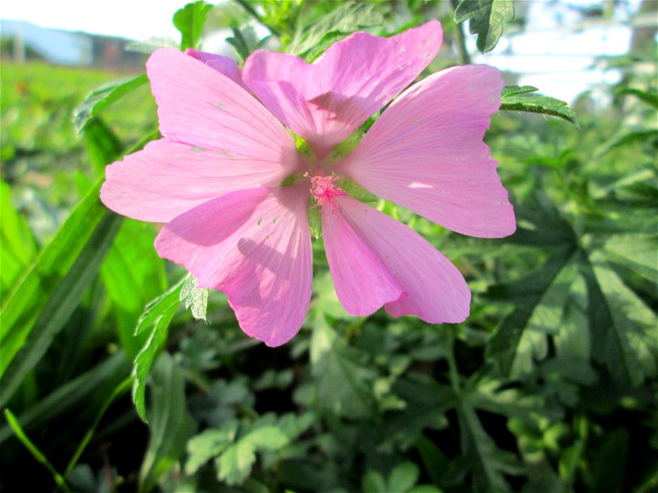Rosen-Malve (Malva alcea) an der Güdinger Schleuse