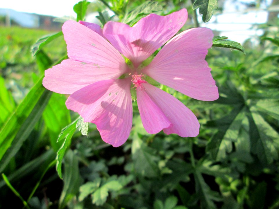 Rosen-Malve (Malva alcea) an der Güdinger Schleuse photo