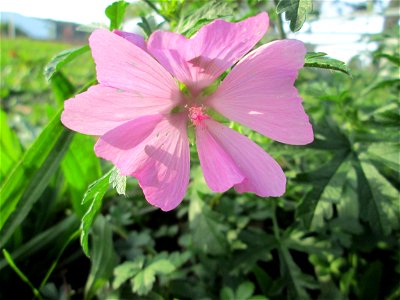 Rosen-Malve (Malva alcea) an der Güdinger Schleuse