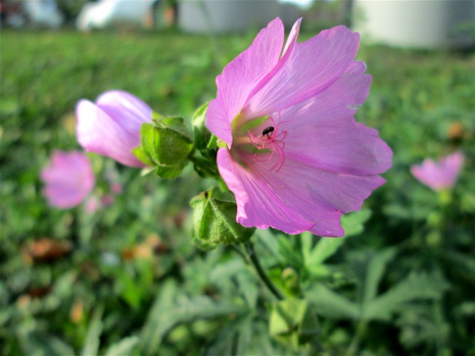 Rosen-Malve (Malva alcea) an der Güdinger Schleuse