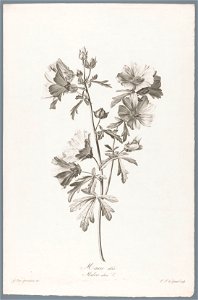 IdentificatieTitel(s): Vijfdelig kaasjeskruidMauve alcée / Malva alcea L. (titel op object)Fleurs dessinées d'après nature (...) (serietitel)Objecttype: prent ornamentprent Objectnummer: RP-P-1909-422