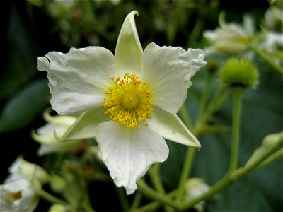 Flower of  (Entelea arborescens), Auckland, New Zealand.