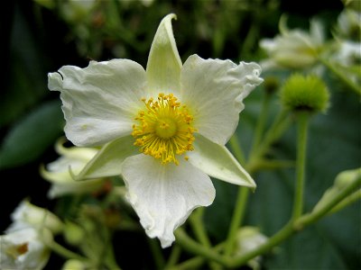 Flower of (Entelea arborescens), Auckland, New Zealand. photo