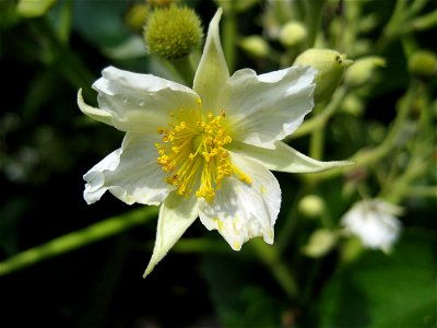 Flower of  (Entelea arborescens), Auckland, New Zealand.