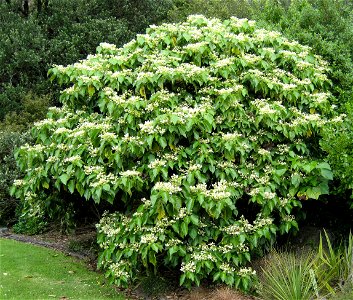 (Entelea arborescens), Auckland, New Zealand.
