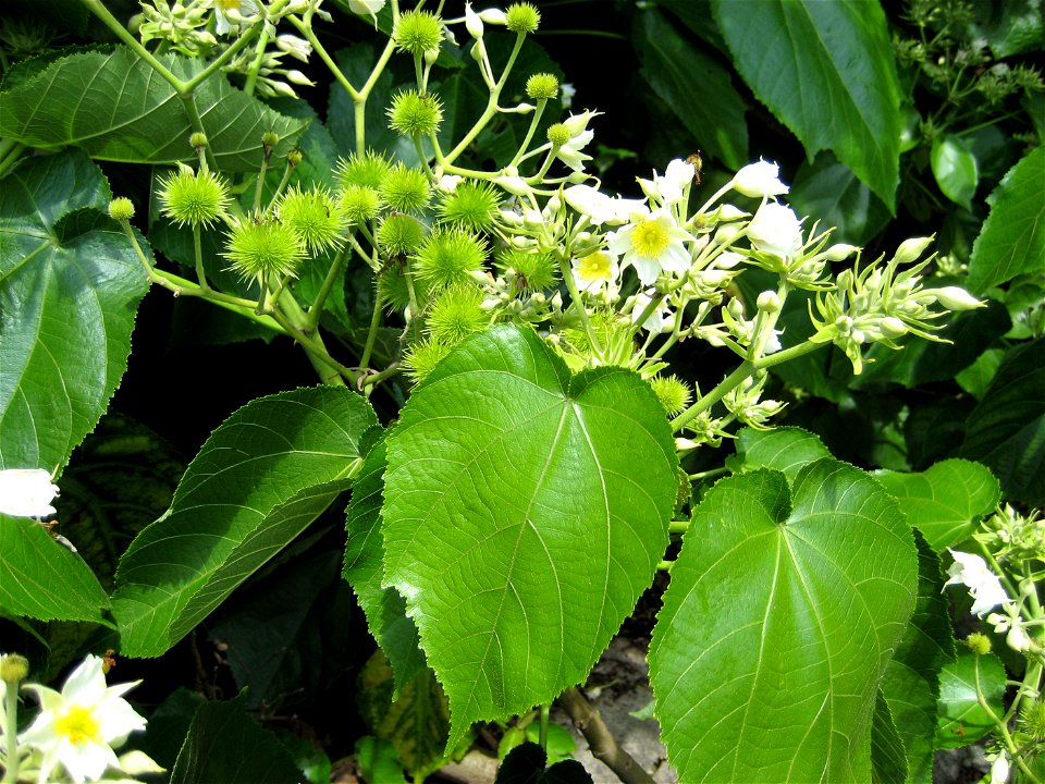 (Entelea arborescens), detail of leaves and flowers, Auckland, New Zealand.