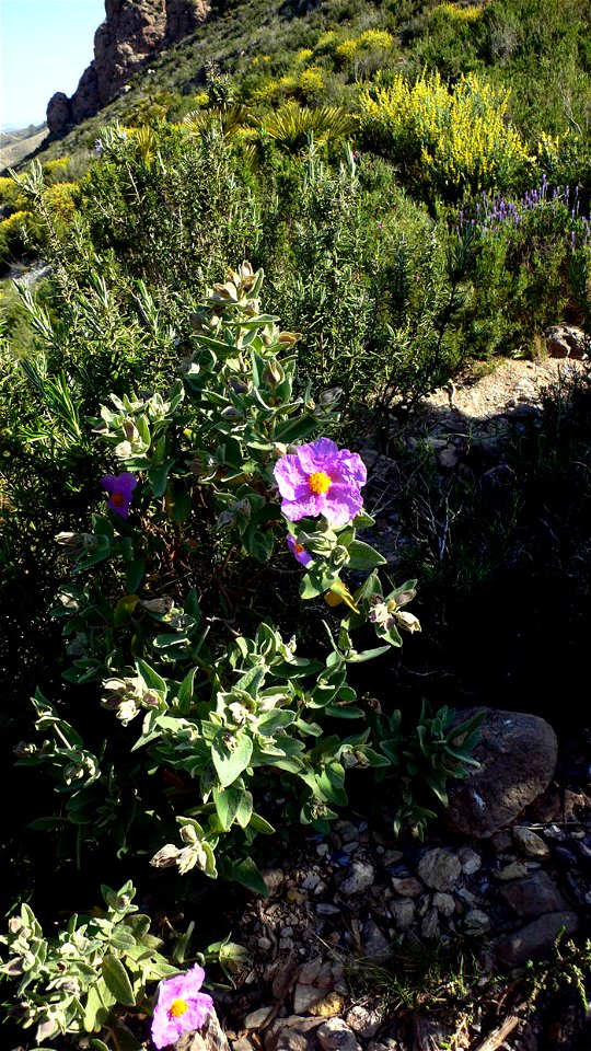 Cistus albidus, jara común, en el Puntal del Moco (Parque Natural de la Sierra de la Muela) en Cartagena, Spain.
