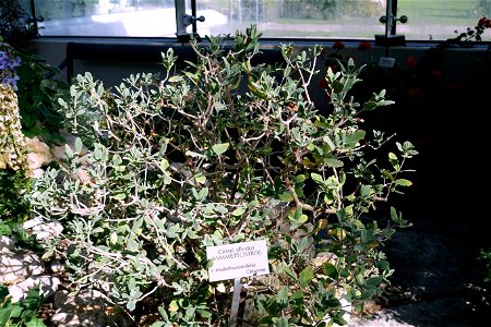 Botanical specimen in the Bergianska trädgården - Stockholm, Sweden.