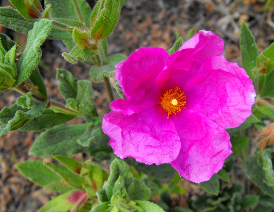 Cistus albidus at Quail Botanical Gardens in Encinitas, California, USA.