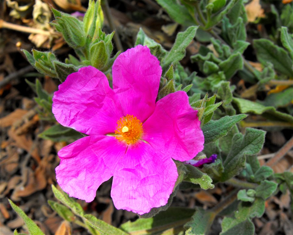 Cistus albidus 
At the San Diego Botanic Garden (formerly Quail Botanical Gardens) - in Encinitas, California, USA.