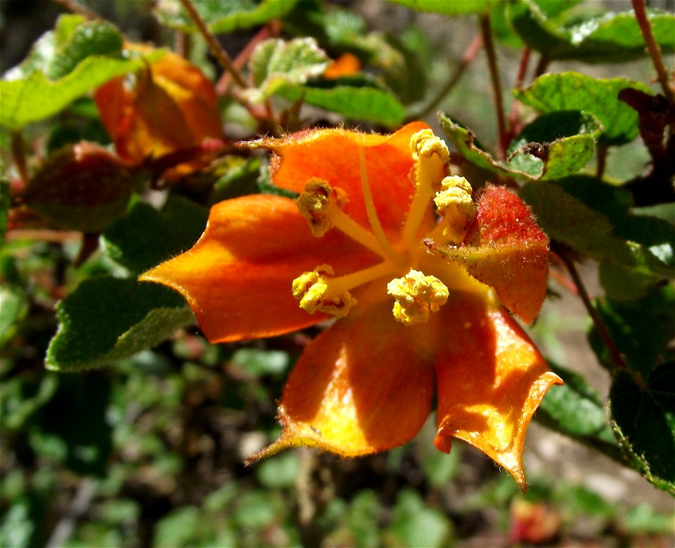 Pine Hill flannelbush, Fremontodendron californicum ssp. decumbens, in the UC Botanical Garden, Berkeley, California, USA. Identified by sign.
