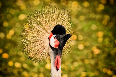 Feather colorful poultry photo