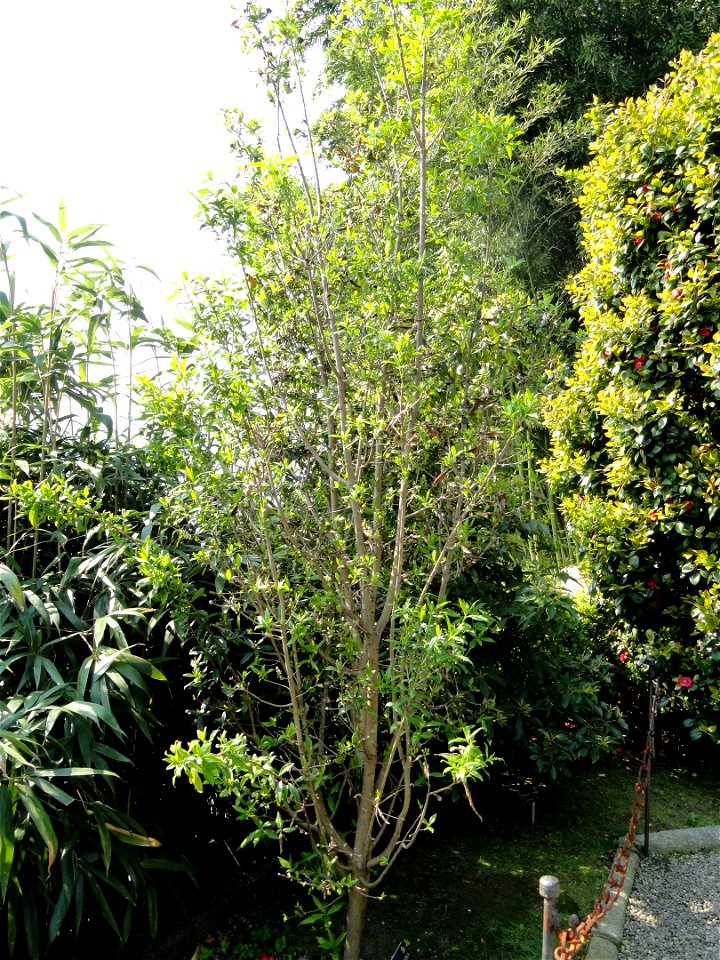 Daphne bholua. Botanical specimen on Isola Madre (Stresa), Lake Maggiore, Italy.