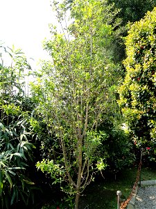 Daphne bholua. Botanical specimen on Isola Madre (Stresa), Lake Maggiore, Italy.