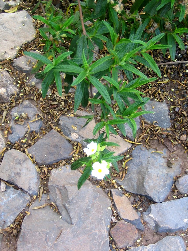 Cistus monspeliensis. photo