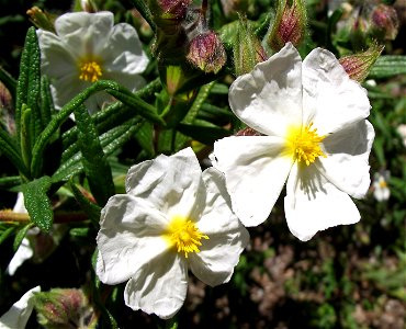 Cistus monspeliensis in the UC Botanical Garden, Berkeley, California, USA. Identified by sign.