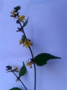 Botanical name: Triumfetta rhomboidea English Name : Common Burbush Tamil Name - ADAIYOTTI ‘dress sticking’ Boiled root is edible ;For making rope plant is used ;Leaves are used to clean photo