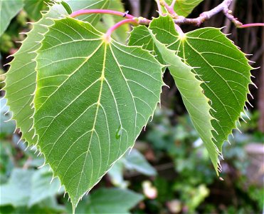 Tilia henryana leaves, England