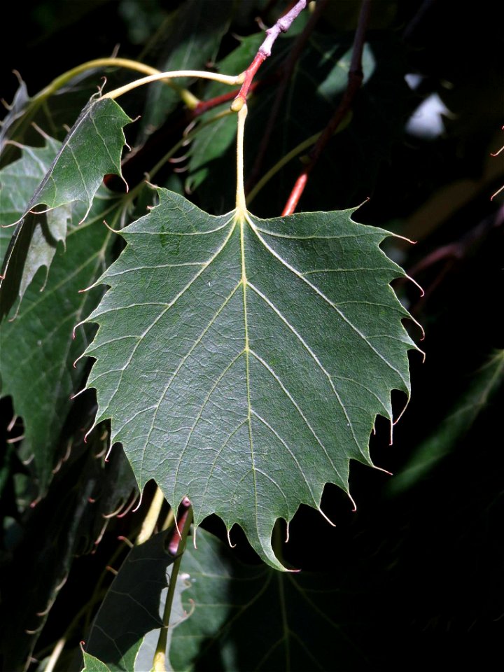 Hoja de Tilia henryana (Malvaceae). Real Jardín Botánico de Madrid.Français :  Feuille de Tilia henryana (Malvaceae), Real Jardín Botánico de Madrid.
