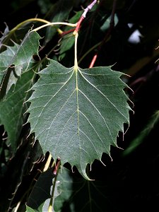 Hoja de Tilia henryana (Malvaceae). Real Jardín Botánico de Madrid.Français :  Feuille de Tilia henryana (Malvaceae), Real Jardín Botánico de Madrid.