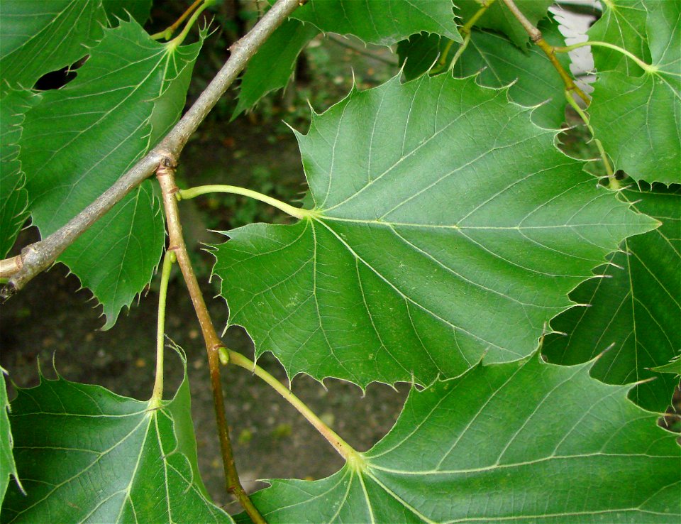 Leaves of Henryana lime (Tilia henryana). Amiens Zoo.
