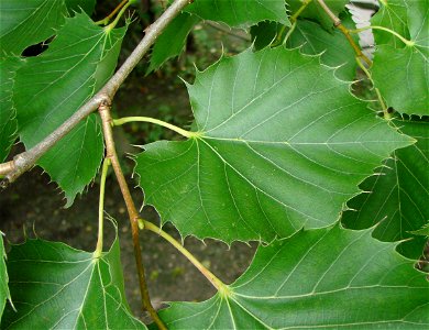 Leaves of Henryana lime (Tilia henryana). Amiens Zoo.