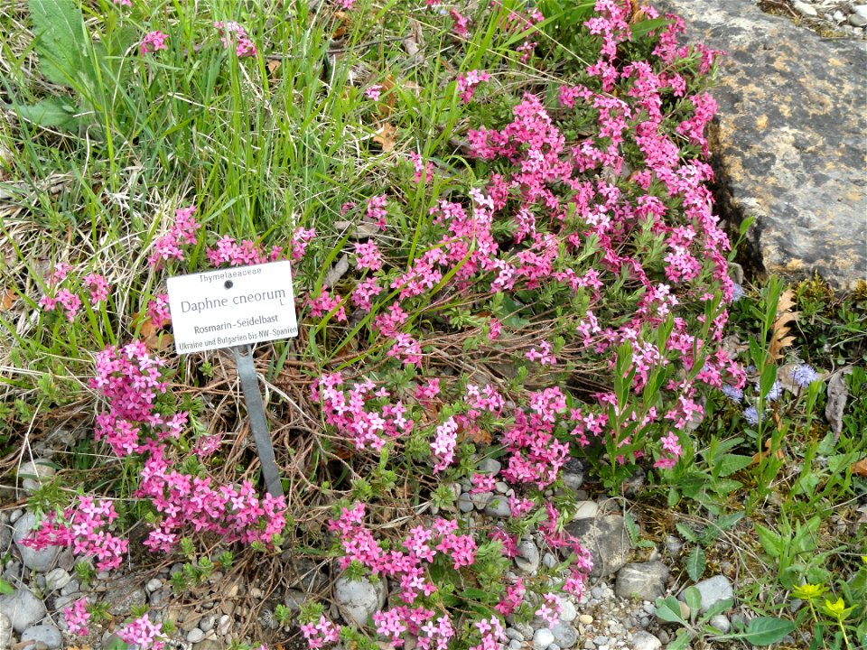 Daphne cneorum specimen in the Botanischer Garten München-Nymphenburg, Munich, Germany.