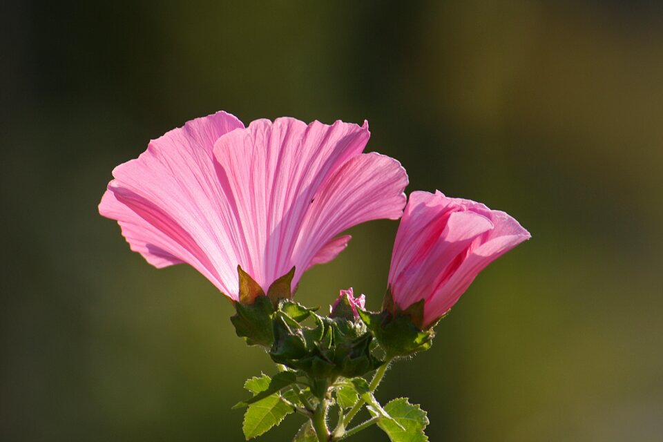 Bloom mallow color