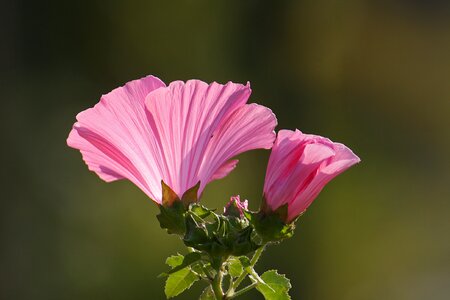 Bloom mallow color photo