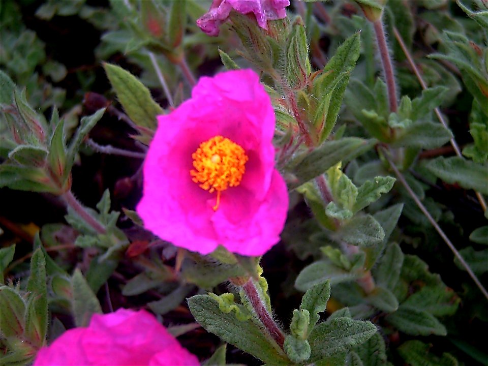 Cistus crispus flower closeup Dehesa Boyal de Puertollano, Spain photo