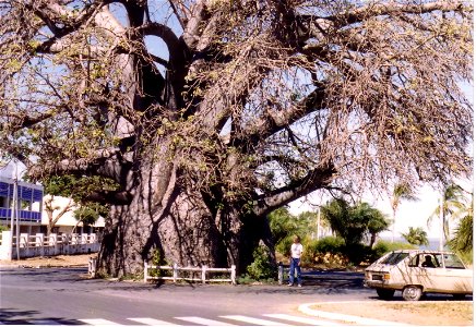 Baobab (Adansonia madagascariensis) at Majunga, Madagascar