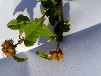 Botanical name - Melochia corchorifolia 
Common name – Chocolate weed

According to researches ,Leaves have Triterpenes , Flavonol 
Glycosides  etc.,Leaves are consumed as a potherb; Dried leaves 
are
