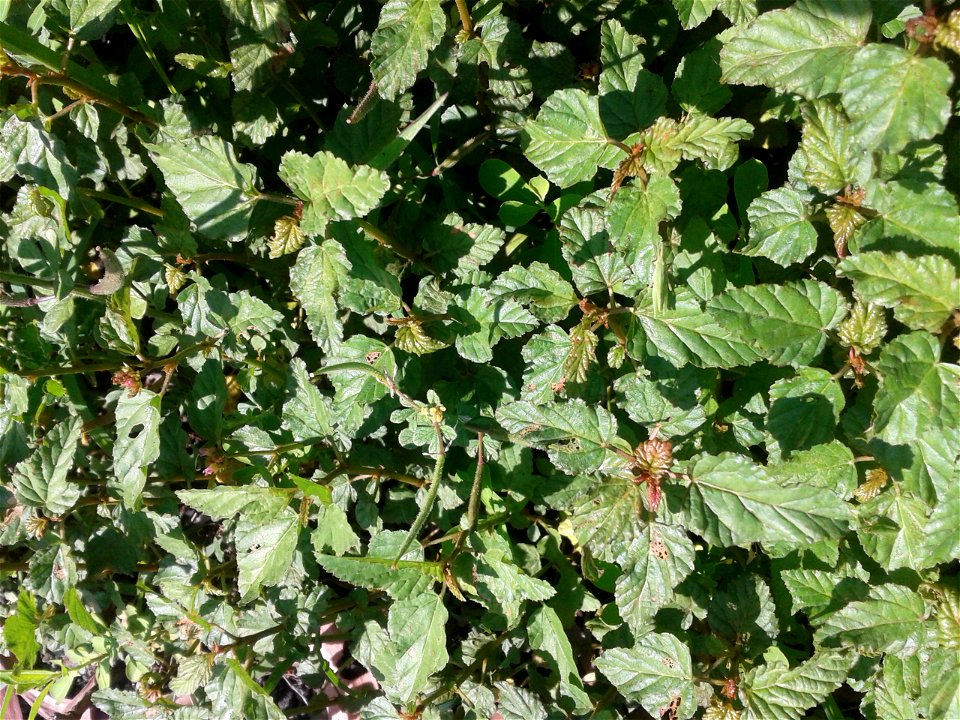 Botanical name - Melochia corchorifolia 
Common name – Chocolate weed

According to researches ,Leaves have Triterpenes , Flavonol 
Glycosides  etc.,Leaves are consumed as a potherb; Dried leaves 
are