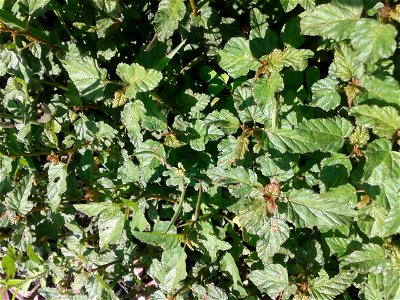 Botanical name - Melochia corchorifolia Common name – Chocolate weed According to researches ,Leaves have Triterpenes , Flavonol Glycosides etc.,Leaves are consumed as a potherb; Dried leaves are photo