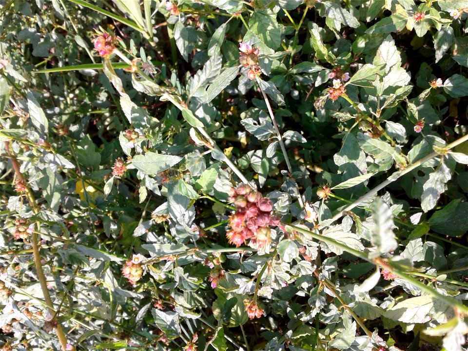 Botanical name - Melochia corchorifolia 
Common name – Chocolate weed

According to researches ,Leaves have Triterpenes , Flavonol 
Glycosides  etc.,Leaves are consumed as a potherb; Dried leaves 
are