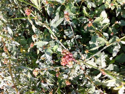 Botanical name - Melochia corchorifolia 
Common name – Chocolate weed

According to researches ,Leaves have Triterpenes , Flavonol 
Glycosides  etc.,Leaves are consumed as a potherb; Dried leaves 
are