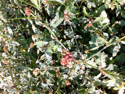 Botanical name - Melochia corchorifolia Common name – Chocolate weed According to researches ,Leaves have Triterpenes , Flavonol Glycosides etc.,Leaves are consumed as a potherb; Dried leaves are photo