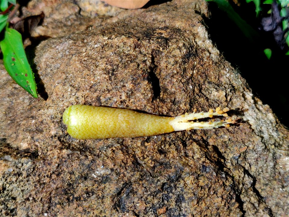 Cullenia exarillata flower in the Anamalai Hills, India